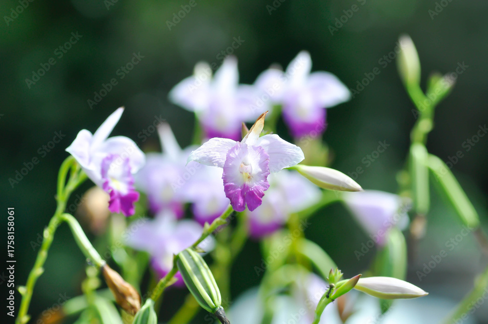 Obraz premium Arundina graminifolia, bamboo orchid or Orchidaceae or Arundina flower or white and purple flower
