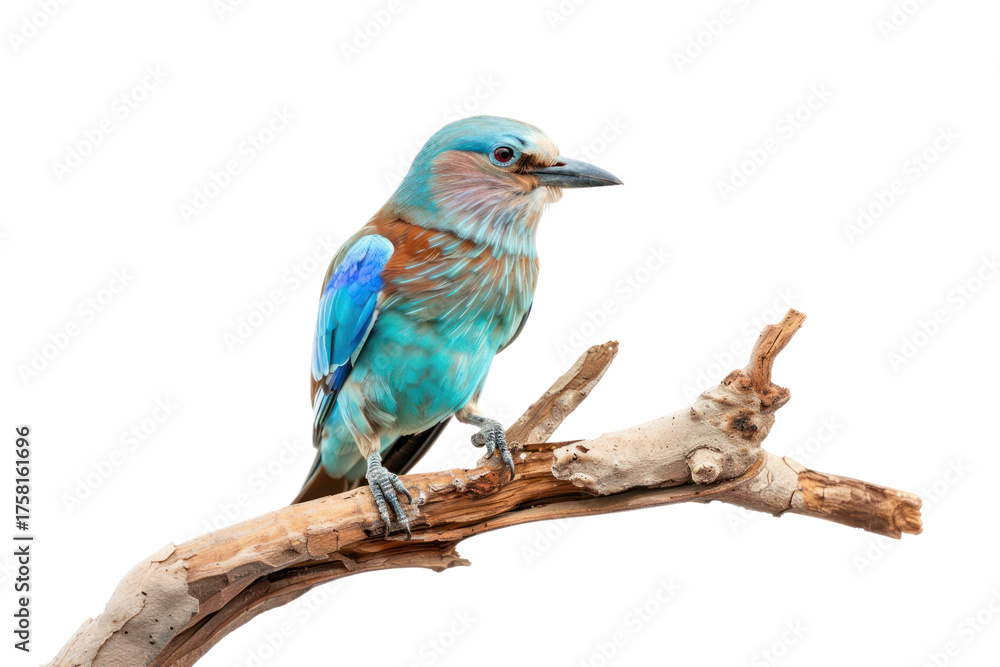 Fototapeta premium PNG Colorful bird perched on branch