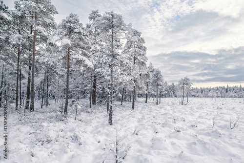 Photography Pine woodland at a bog with snow and frosty trees