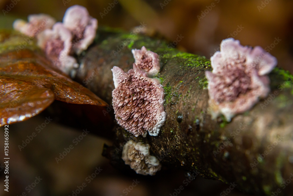 Obraz premium Fascinating display of Parmelia sulcata and Xylodon fungi growing on a damp tree branch in a lush forest ecosystem during the early morning hours