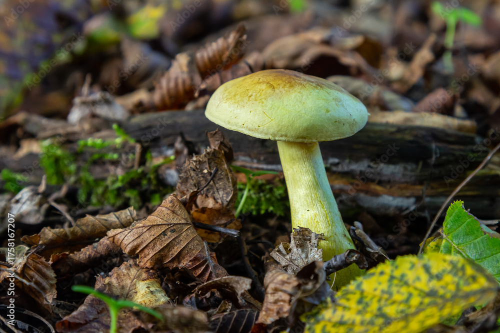 Fototapeta premium Yellow mushroom growing among fallen leaves and decaying wood in a forest during autumn
