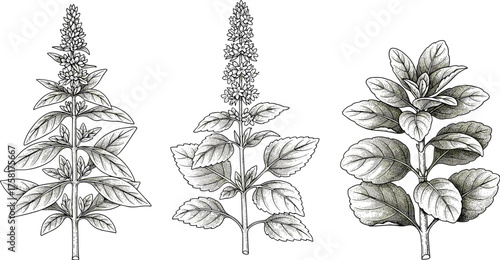 Detailed Botanical Illustrations of Aromatic Herbs: Vintage Engravings for Medicinal Use, Culinary Arts, and Herbal Remedies, Featuring Peppermint, Spearmint, and Other Mint Varieties for Organic Gard