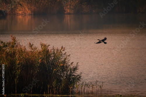 I guardiani del lago, cormorani delle torbiere del lago di Iseo, lombardia, brescia, italia.