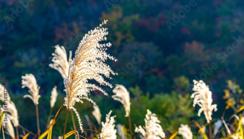 Delicate, feathery pampas grass illuminated by the soft sunlight, standing tall against a blurred background of autumn foliage.