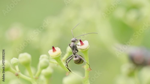 Macro View of Ant on Green Bud Near Fly with Red Eyes in Soft Daylight and Smooth Background, Wildlife Interaction Concept