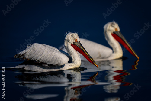 Photography Two Dalmatian pelicans swim side-by-side across lake