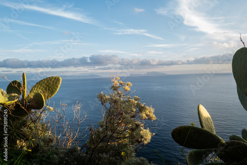 cactus de Naples