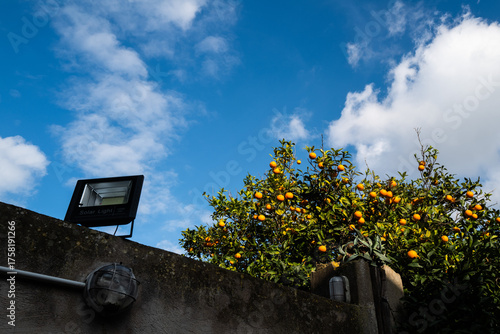 Les oranges et le ciel bleu