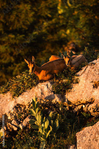 Chamois et Golden houre