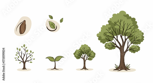 Growth Cycle From Seed to Mature Tree Illustration