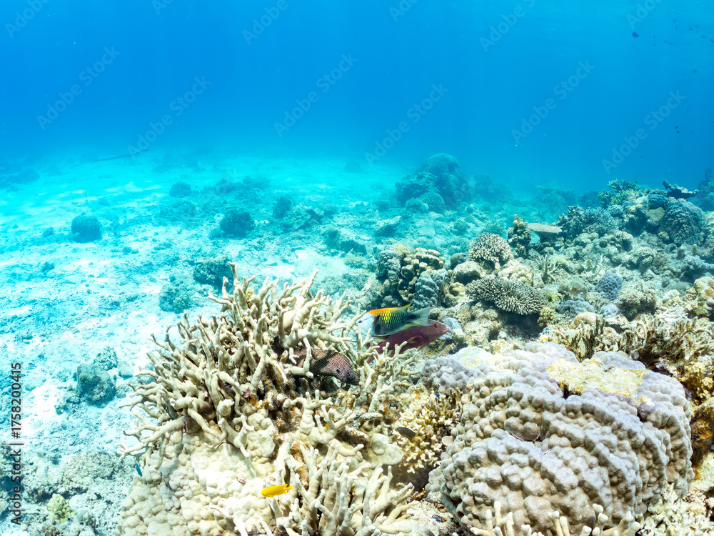 Obraz premium ギチベラ, Slingjaw Wrasse, Epibulus insidiator, ベラ科, ハナビラウツボ, Turkey moray, Gymnothorax meleagris, ウツボ科, 美しいサンゴ礁と熱帯魚の群れ。 安室島沖縄県 島尻郡慶良間諸島座間味島-2025 サンゴの産卵があり卵が漂う。沖縄本島から40km西方の諸島。30以上の島嶼群全体が国立公園に指定。珊瑚礁の青い海