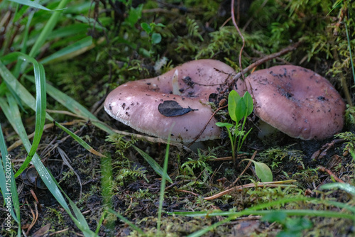 Russula vesca, known by the common names of bare-toothed Russula or the flirt