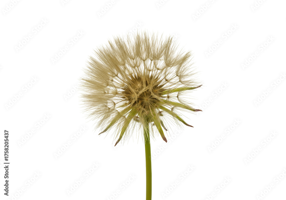custom made wallpaper toronto digitalIsolated Dandelion clock seed head of Taraxacum plant ready to disperse in air on a stalk
