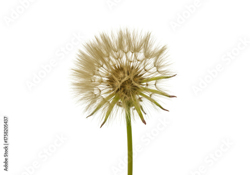 Wallpaper Mural Isolated Dandelion clock seed head of Taraxacum plant ready to disperse in air on a stalk Torontodigital.ca