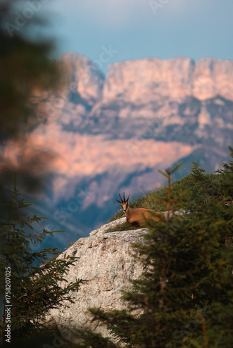Chamois et montagne, écotourisme 