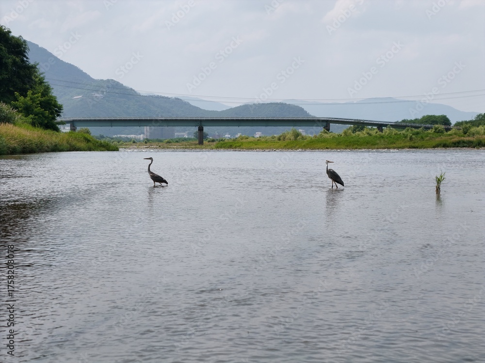 Obraz premium Two birds are standing in the water near a bridge. The water is calm and the birds are looking out over the water