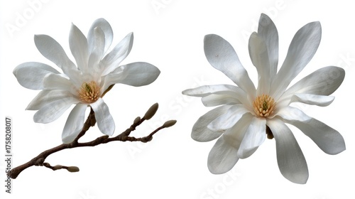 Two white star magnolia flowers with buds on a branch.