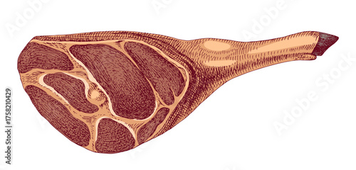 Spanish jamon hand drawn vector