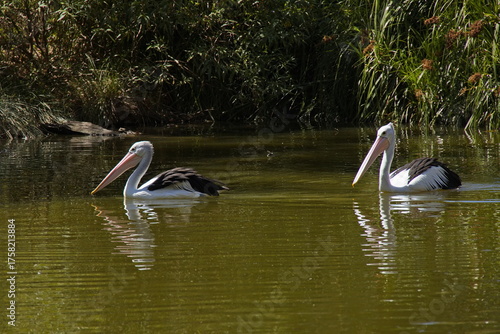 Two pelicans in Cleland Wildlife Park in Adelaide Hills at Adelaide, South Australia, Australia
