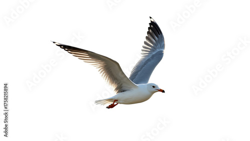 Elegant white seagull flying with wings spread wide against a transparent background. Isolated avian wildlife