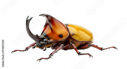 Photos Isolated Elephant Beetle standing, a vibrant insect with prominent horn and yell