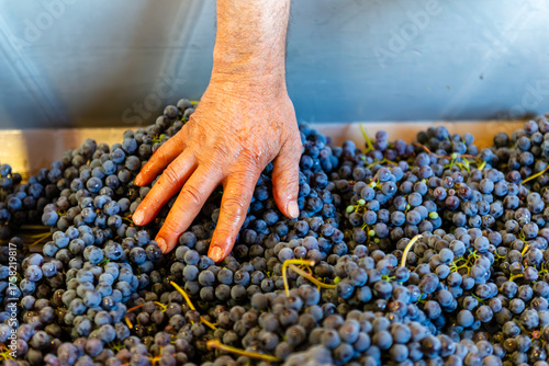 a man's hand resting on bunches of freshly harvested grapes