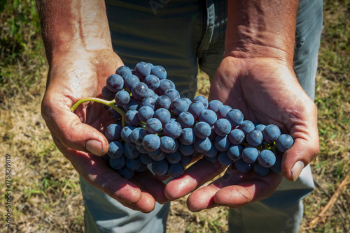 A man holds a beautiful bunch of freshly harvested grapes in his hand