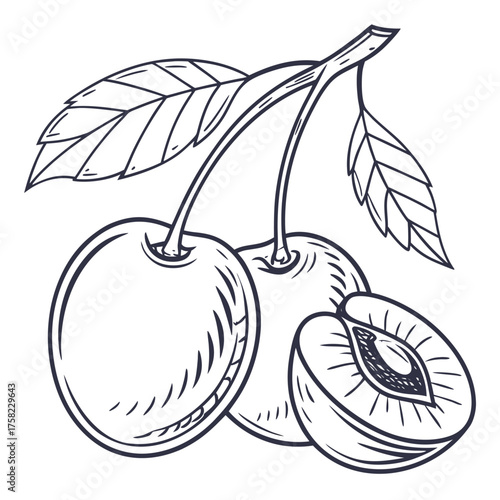 Brazilian Cherry Trio with Cutaway View and Leaf Detail