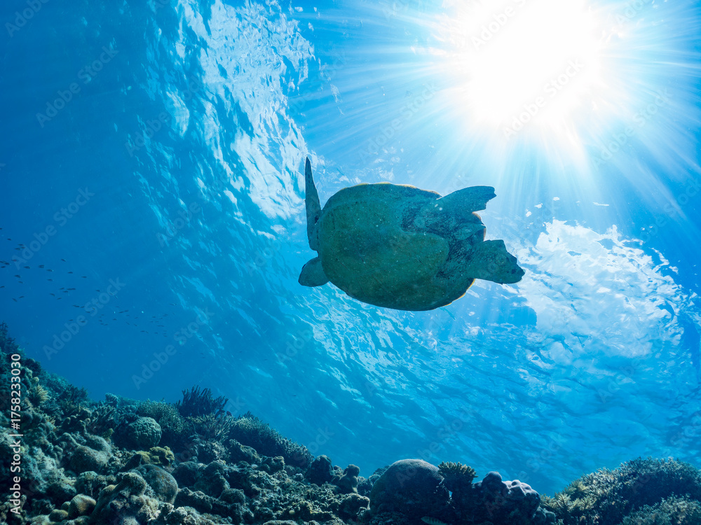 Fototapeta premium 息継ぎをするためにゆったり泳ぐアオウミガメ, Green Turtle, Green Sea Turtle, Chelonia mydas, ウミガメ科, 美しいサンゴ礁と熱帯魚の群れ。 安室島沖縄県 島尻郡慶良間諸島座間味島-2025 サンゴの産卵があり卵が漂う。沖縄本島から40km西方の諸島。30以上の島嶼群全体が国立公園に指定。珊瑚礁の青い海と白い砂浜は世界屈指の美。貴重な動植物が多数生息。