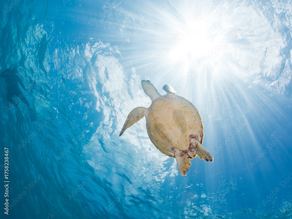 Obraz premium 息継ぎをするためにゆったり泳ぐアオウミガメ, Green Turtle, Green Sea Turtle, Chelonia mydas, ウミガメ科, 美しいサンゴ礁と熱帯魚の群れ。 安室島沖縄県 島尻郡慶良間諸島座間味島-2025 サンゴの産卵があり卵が漂う。沖縄本島から40km西方の諸島。30以上の島嶼群全体が国立公園に指定。珊瑚礁の青い海と白い砂浜は世界屈指の美。貴重な動植物が多数生息。