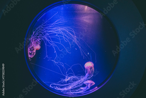 Jellyfish floating gracefully in illuminated aquarium tank with blue light
