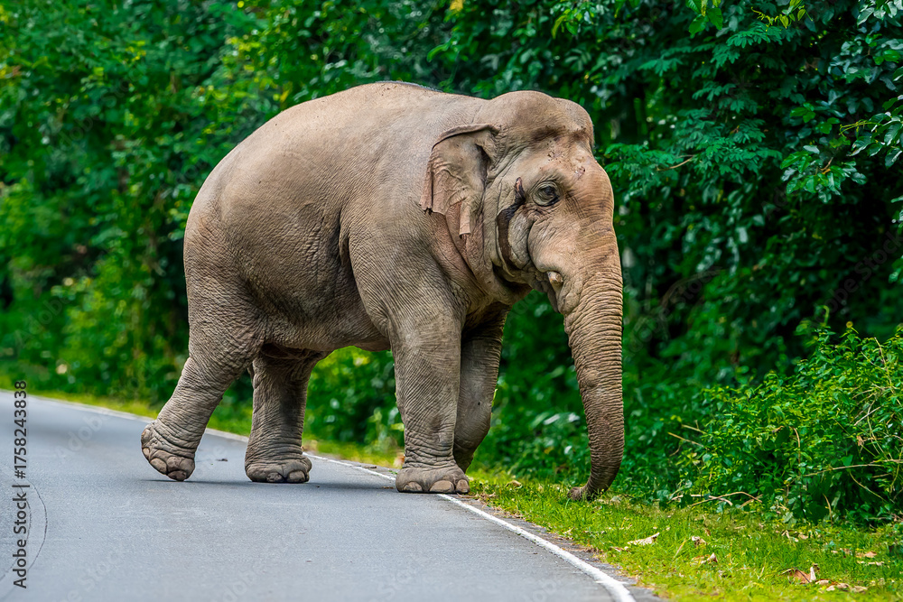 Naklejka premium Wild elephants have large bodies, a large, fat body, and a long trunk. Elephants are herbivores.