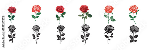 vector illustration of tulips