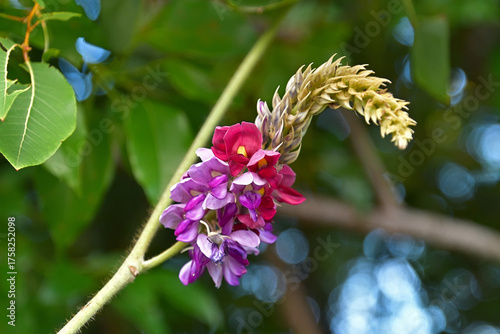 クズの花