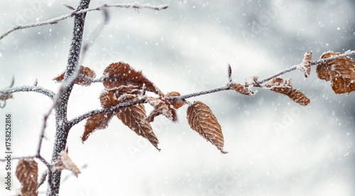 Thin tree branch with the last dry leaves covered with a layer of white hoarfrost and icy crystals during snowfall, winter landscape, nature close-up