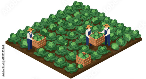 Isometric cabbage farm with farmers harvesting fresh organic vegetables