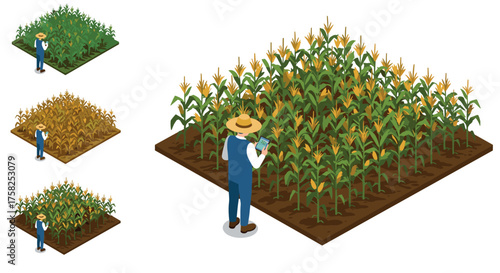 Farmer analyzing corn crops in various growth stages on an isometric farm