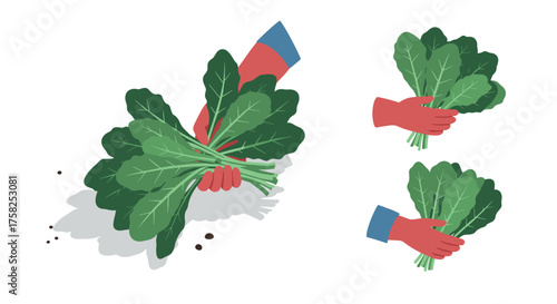 Hands holding fresh spinach bunches on white background