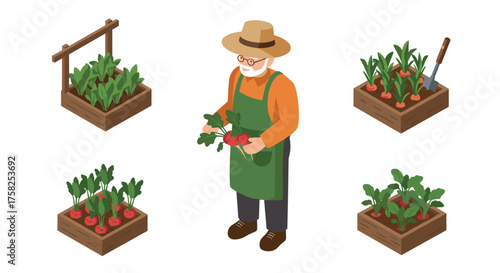 Isometric gardening: elderly man harvesting radishes in raised beds