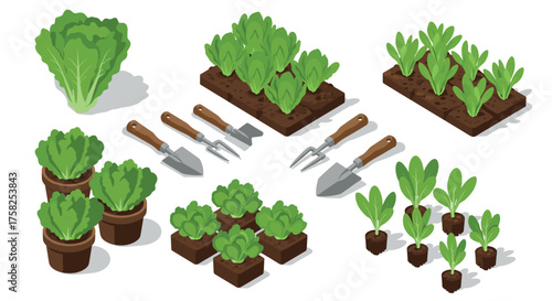 Isometric garden elements with lettuce and spinach plants