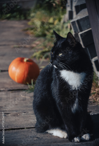 black cat and pumpkin on a wooden floor