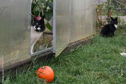 cats and a pumpkin near a home greenhouse