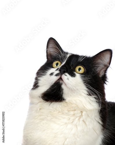 Cat looking up on transparent background