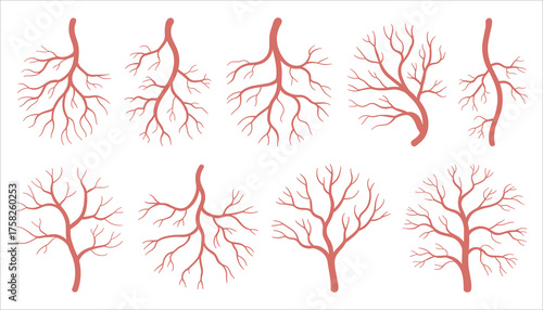 Collection of stylized red branching vessel illustrations on white background blood vessel artery