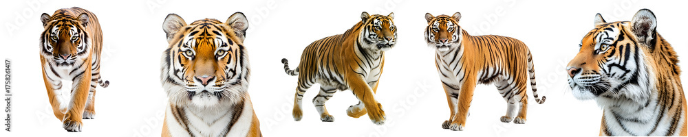 Fototapeta premium A set of tigers isolated on a transparent background PNG