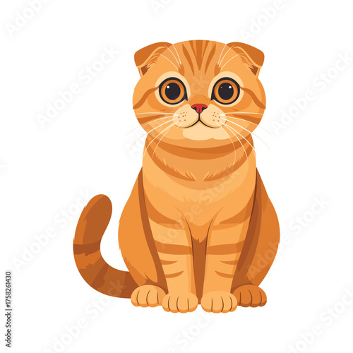 Adorable Orange Tabby Scottish Fold Cat Sitting Upright