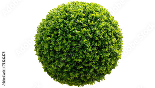 A meticulously trimmed, verdant, spherical shrub with vibrant green foliage against a stark black background