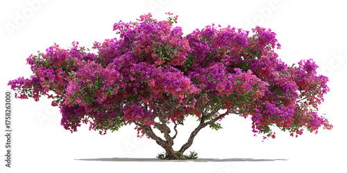 bush of flowers on white background. Bush tree flower of bougainvillea on isolated transparent background	