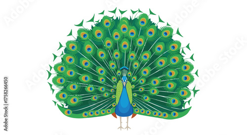 A magnificent peacock displays its vibrant iridescent plumage fanned out in a spectacular show of beauty and natural artistry.
