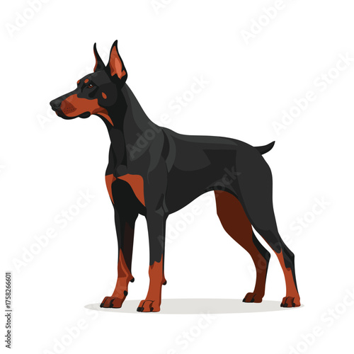 Sleek Doberman Pinscher with cropped ears, standing alert, black and brown coat.